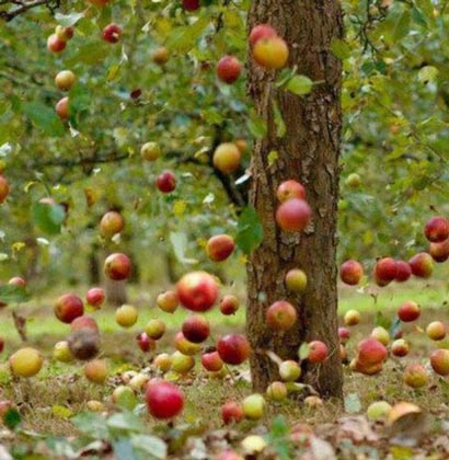 Apples falling in an orchard